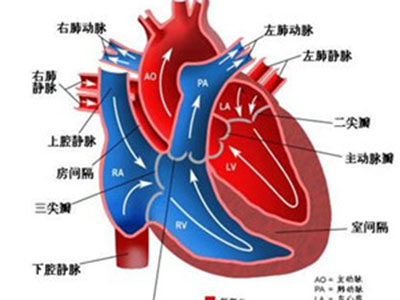 超聲心動圖(UCG)診斷高心病有優勢