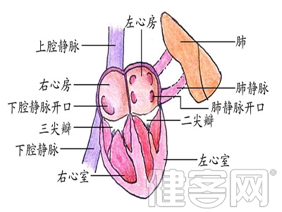 心髒瓣膜病的兩種手術方法