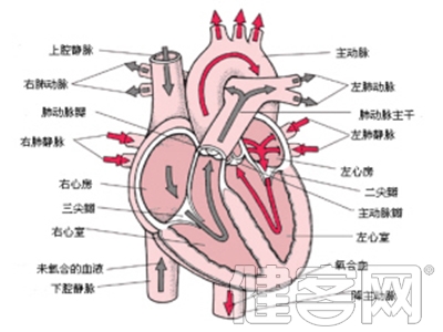 心髒上的門該換哪種