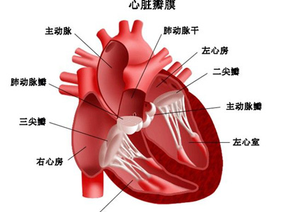 老人如何防治心髒病的發作呢？