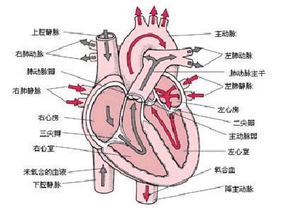 心肌炎晚期症狀有什麼？