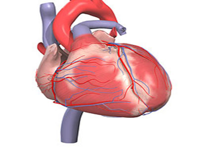 介紹心血管疾病的治療方法