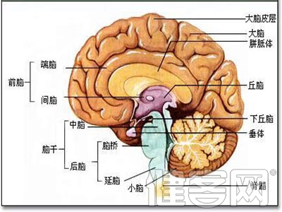 “小中風” 腦梗死的預警信號