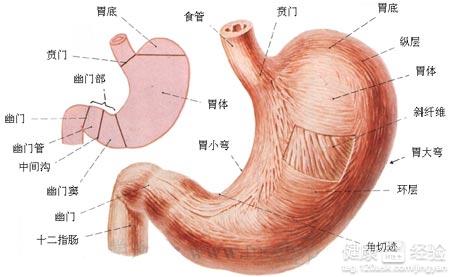 心髒病家庭急救、自救方法