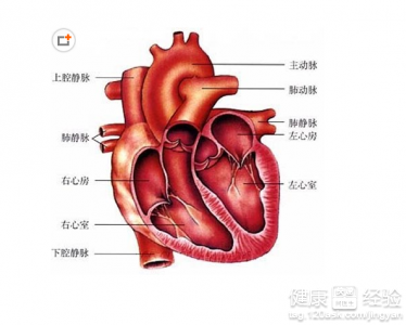 心髒病糖尿病吃什麼