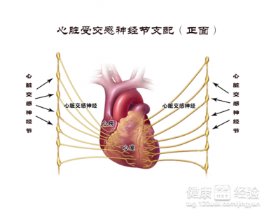 干細胞治療心髒病管用嗎