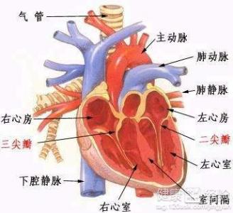 先天性心髒病該怎麼辦