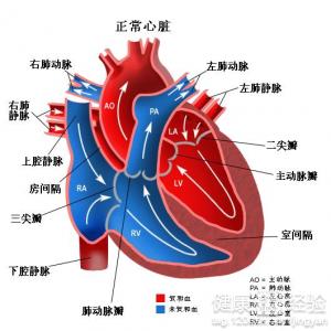 新生兒為什麼會患先天性心髒病