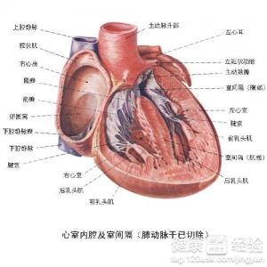 心髒病該怎樣正確就醫治療