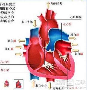 瓣膜閉鎖不全怎麼治療？