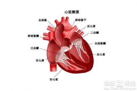 心髒供血不足應該吃什麼食物才好