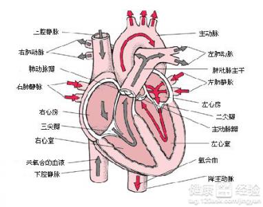 心血管疾病有什麼症狀