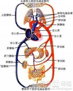 心髒血液循環途徑是怎樣的？