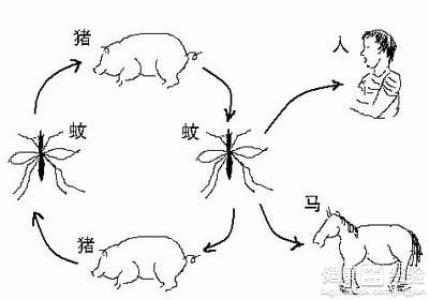 乙腦疑似病例檢查後確診診斷要區分流腦