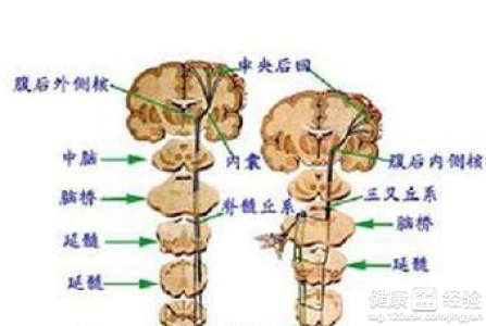 脊髓血管病的病因