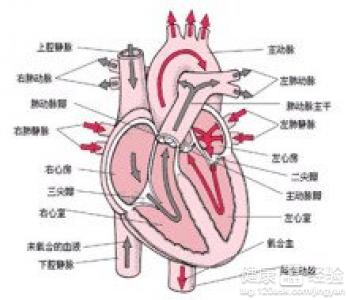 心髒辯膜病的症狀分類