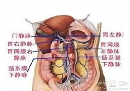 門靜脈內徑的正常范圍