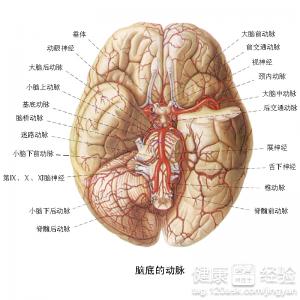 腦血管疾病引起的左半身麻麻的症狀是怎麼回事