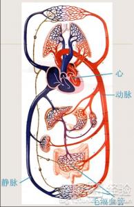 男性應如何預防心血管疾病