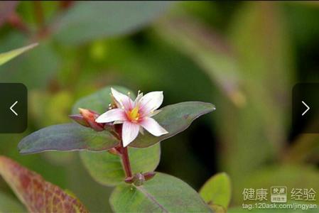 患冠心病吃哪些蔬菜好?食療最放心!