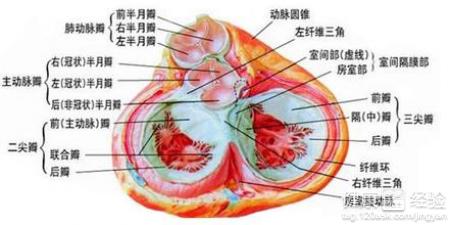 預防肥厚型心肌病應避免勞累遵醫囑用藥