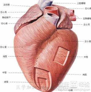 肥厚性梗阻性心肌病必須化學消融嗎