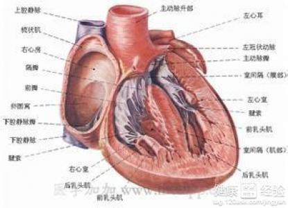 肥厚性梗阻心肌病一定要做手朮嗎