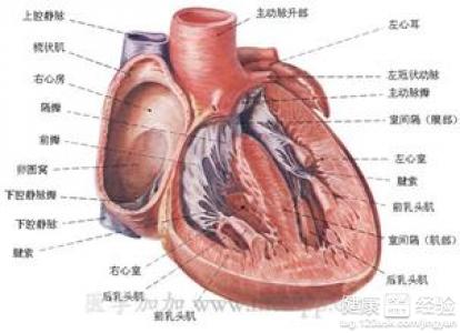 病毒性心肌炎怎麼治療