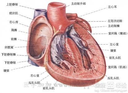 擴張型心肌病的症狀是什麼樣的