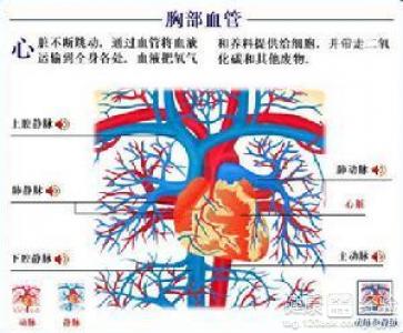 右室心肌病變是什麼意思