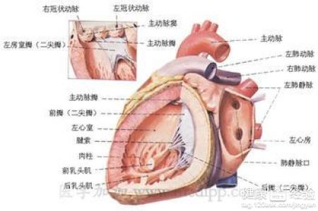 探討中西醫結合治療病毒性心肌炎的臨床應用