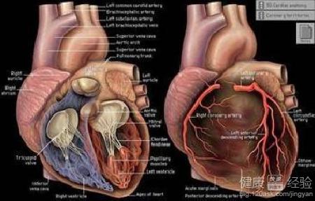 心肌病是由什麼原因引起的