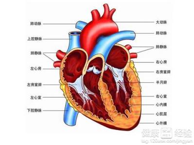 窦房傳導阻滯的發病原因