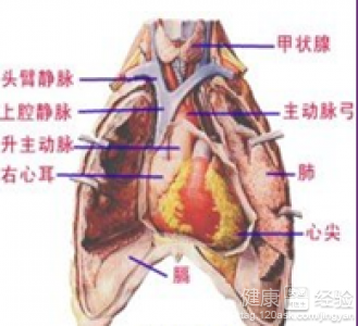 風濕性心髒病現在轉偏癱該怎麼護理