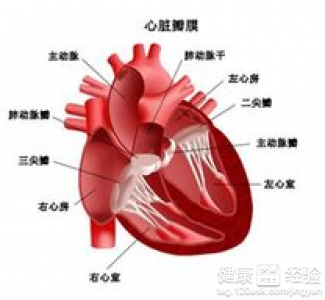 風濕性心髒病都有哪些症狀