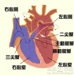 二尖瓣狹窄的臨床表現