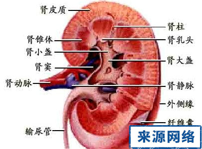 老年高血壓 高血壓腎損害 降壓藥腎損害