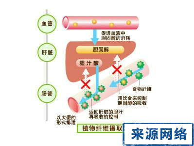 膽固醇 血脂高 高血脂 鱿魚 蟹黃 高膽固醇血症