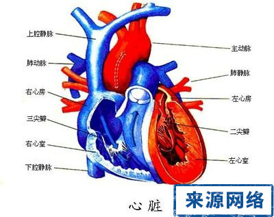 夏季 心髒 夏季心髒保健 心髒病 冠心病 心血管