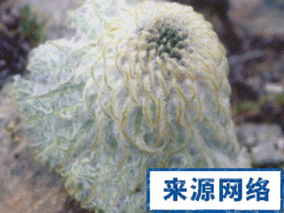 金合歡素 雪蓮花 房顫 心髒病 抑制房顫 心血管疾病