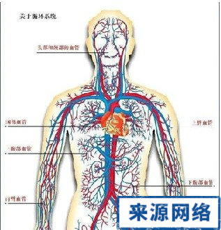 人體血管循環系統動脈硬化